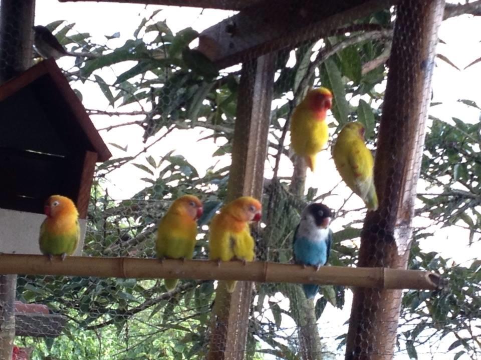 Mirador Finca Morrogacho Manizales Esterno foto